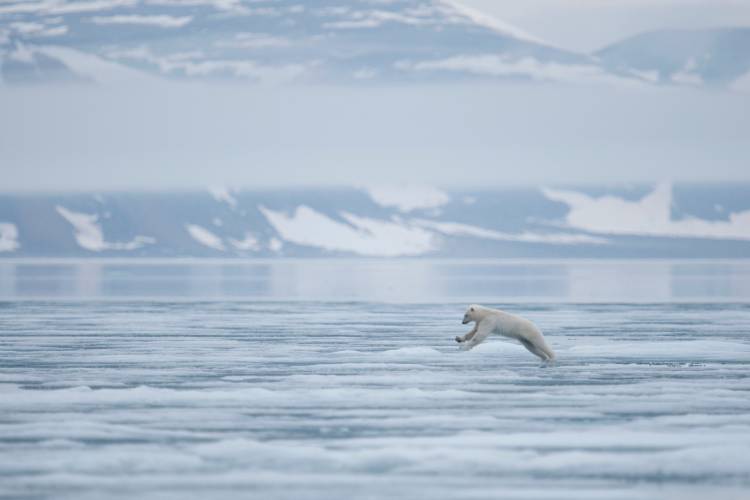 Polar bear cub hopping between ice floes