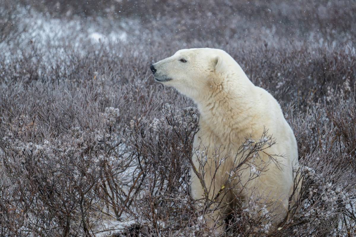 A polar bear in the willows