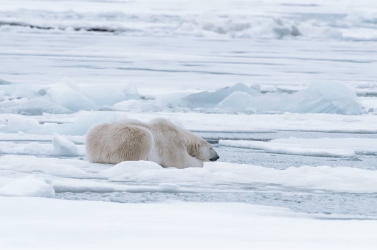 Conservation Concerns  Polar Bears International