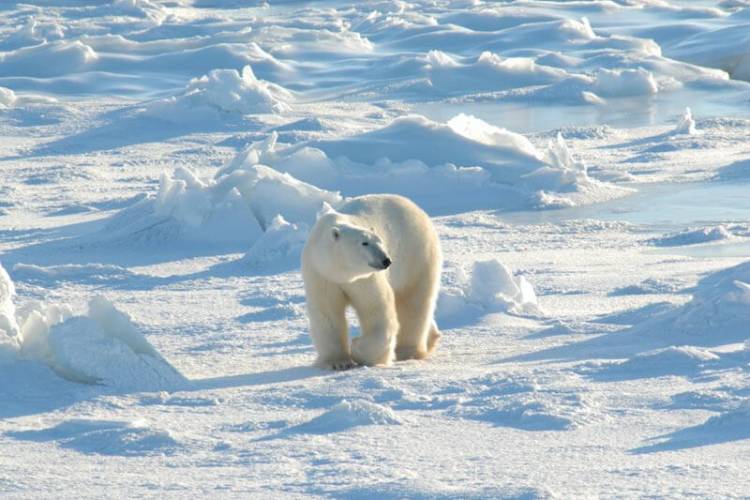 Polar bear walking among snow drifts