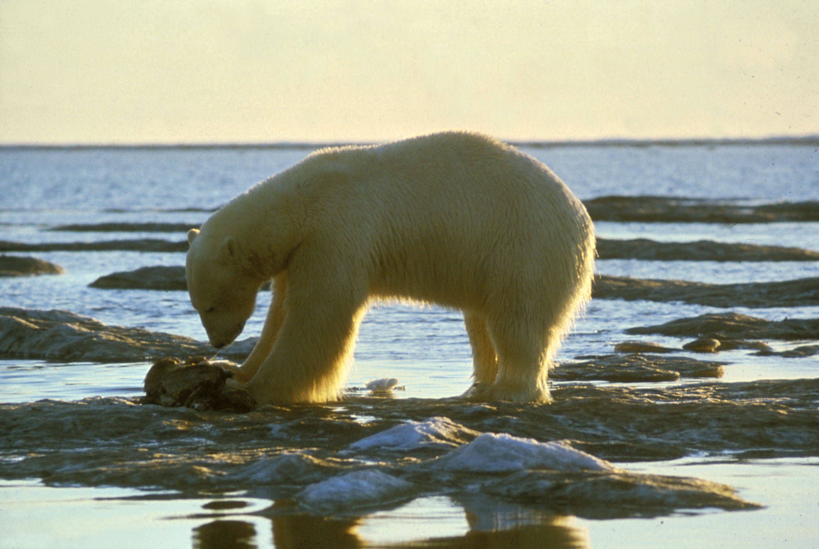 A polar bear eating a meal in Alaska