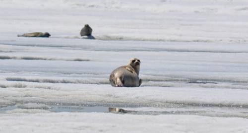 Ringed Seal on Sea Ice Floe