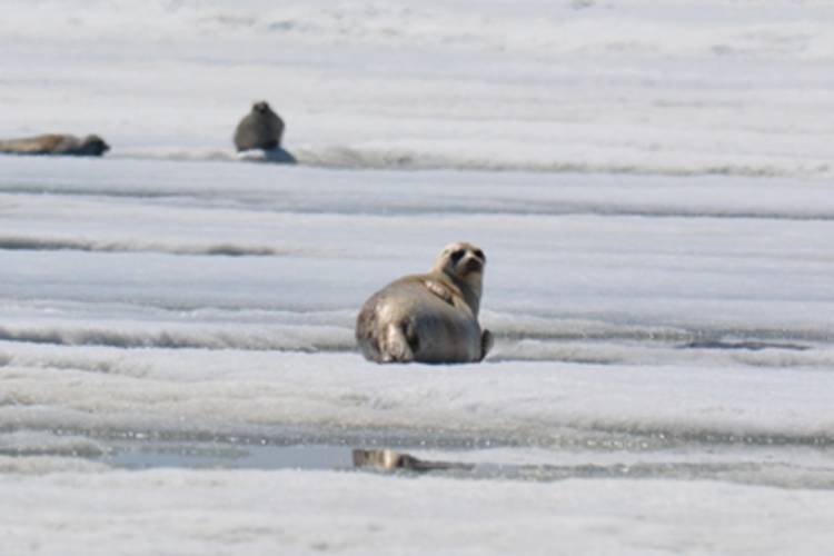 Ringed Seal on Sea Ice Floe