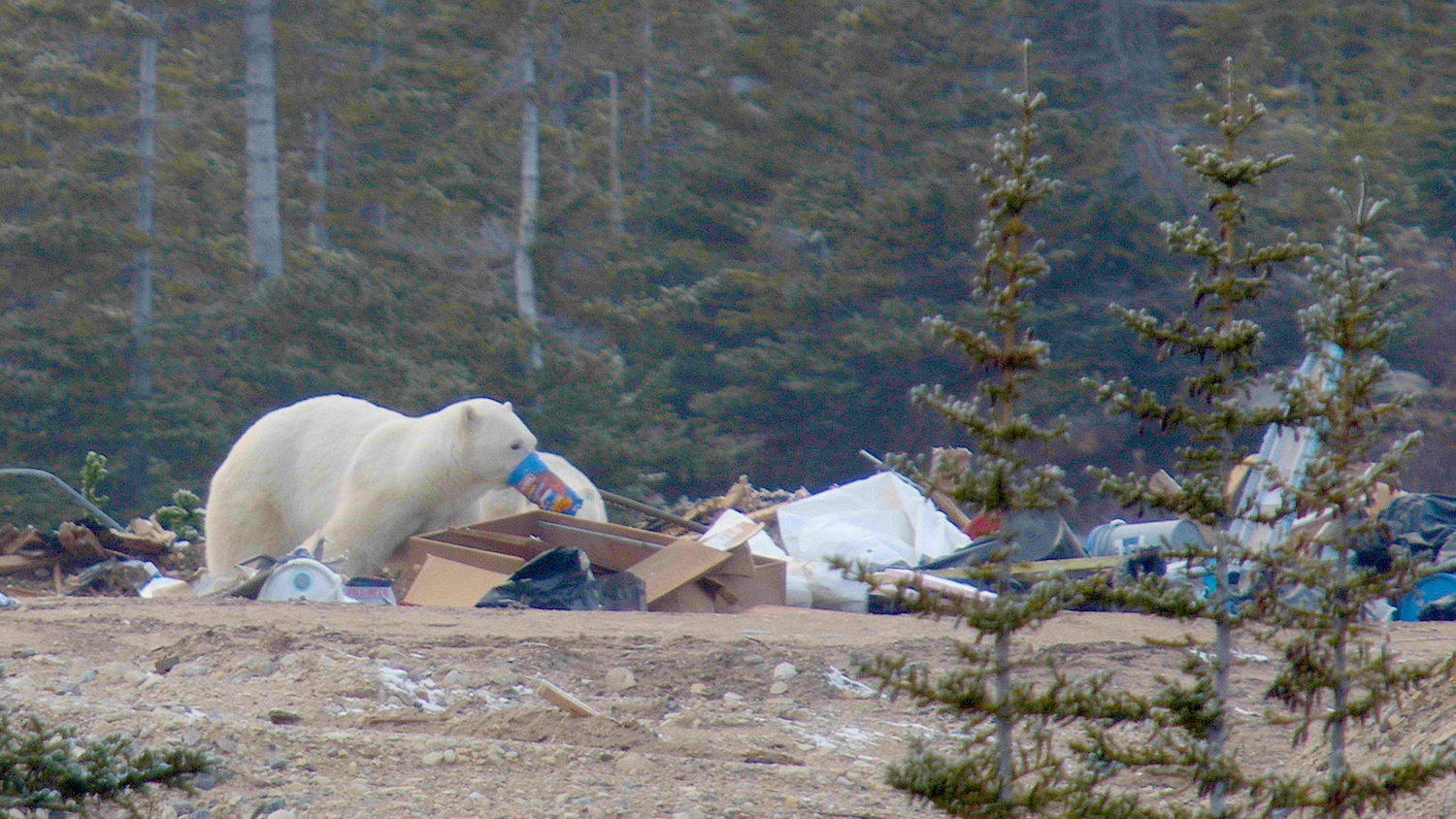Polar bears scavenging in a trash pile