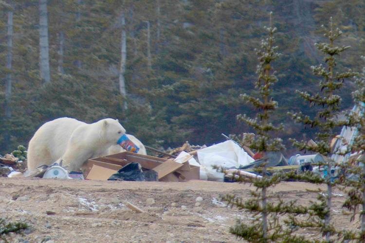 Polar bears scavenging in a trash pile