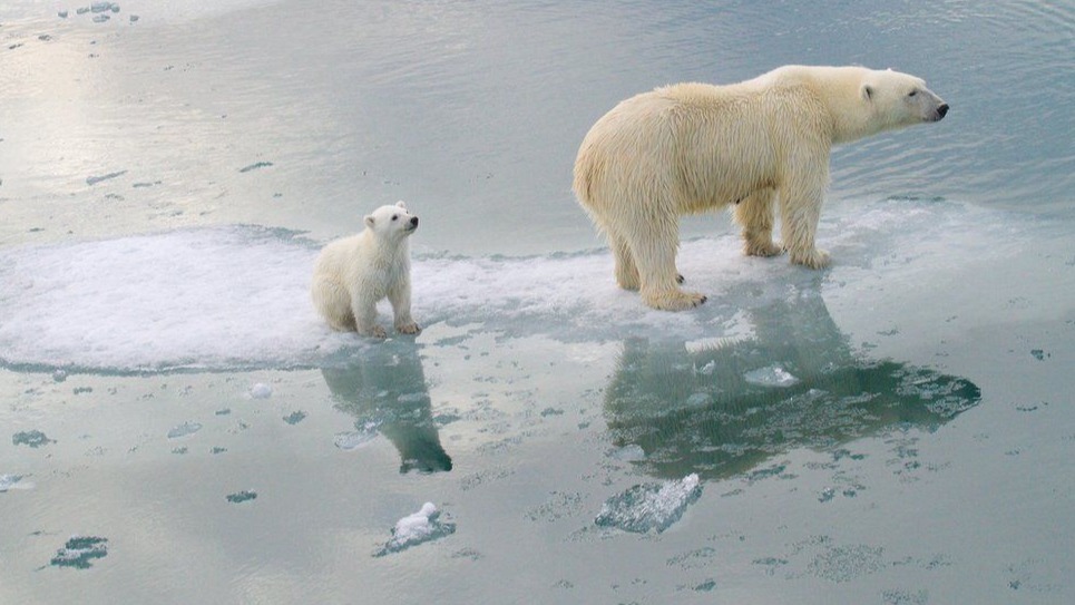 A mother bear standing on melting ice with a cub bear