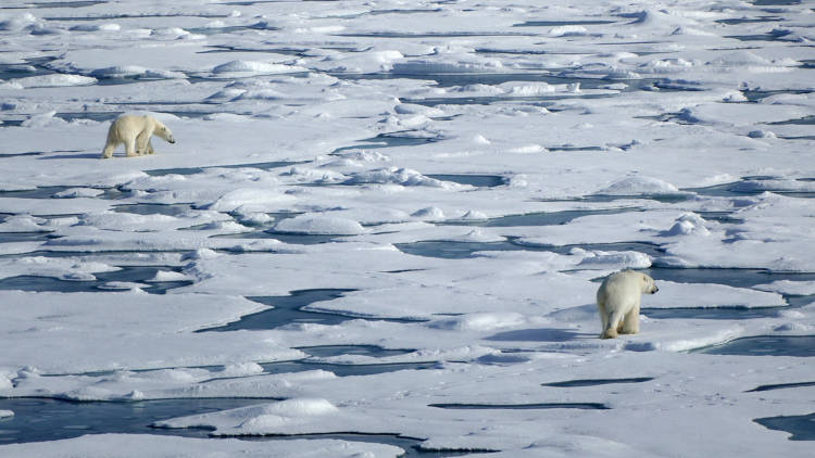 Two bears on sea ice