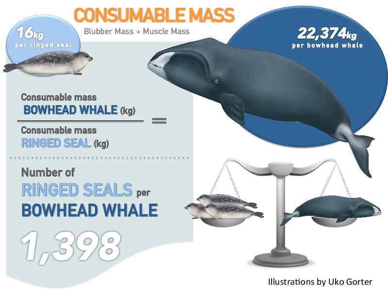 Graphic showing the amount of blubber in a seal and whale