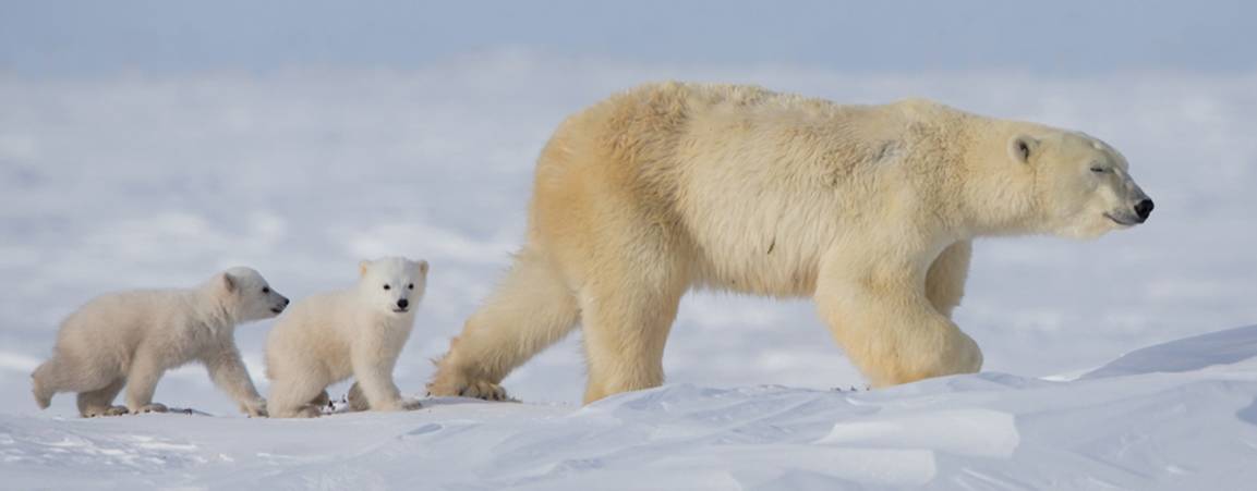 A mother polar bear and her twin cubs walk across the snow