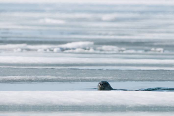 Seal popping its head out of the ice image