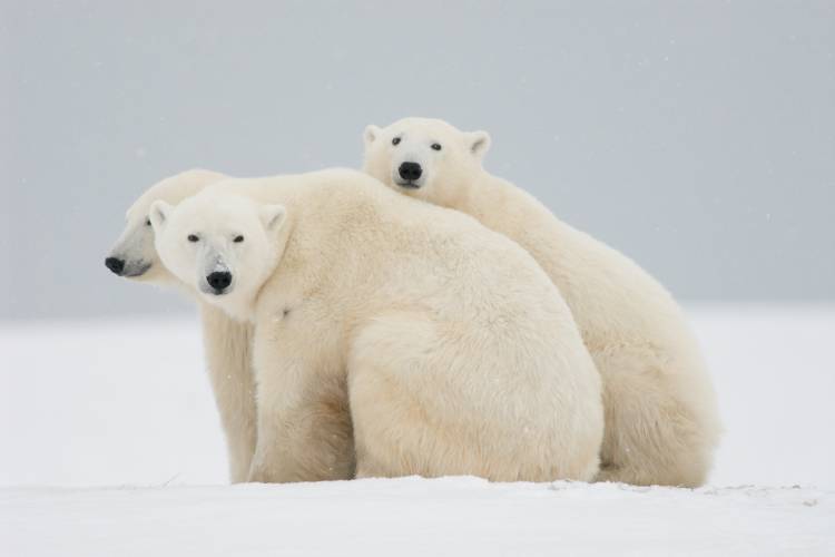 A polar bear mom and her twin cubs huddle together