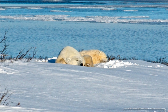 Where Do Polar Bears Sleep