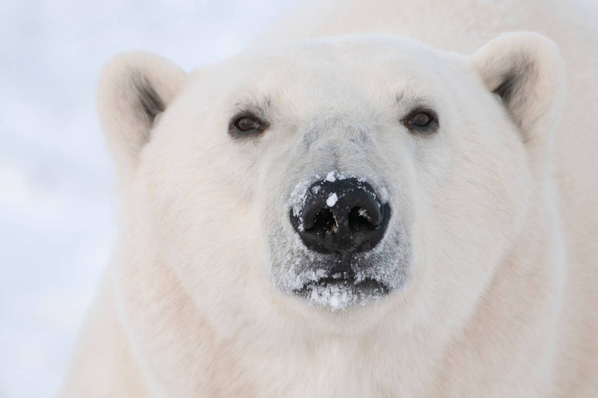 Close up of a polar bear's face