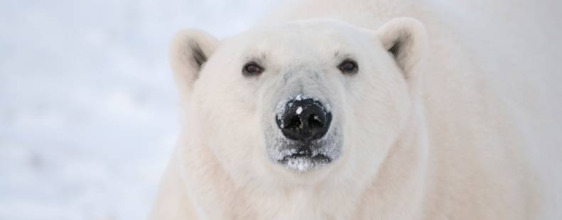 Close up of a polar bear's face