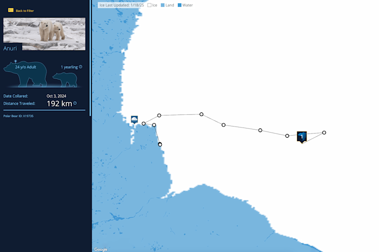 The Polar Bears International bear tracker map with the path of the bear "Anuri" highlighted