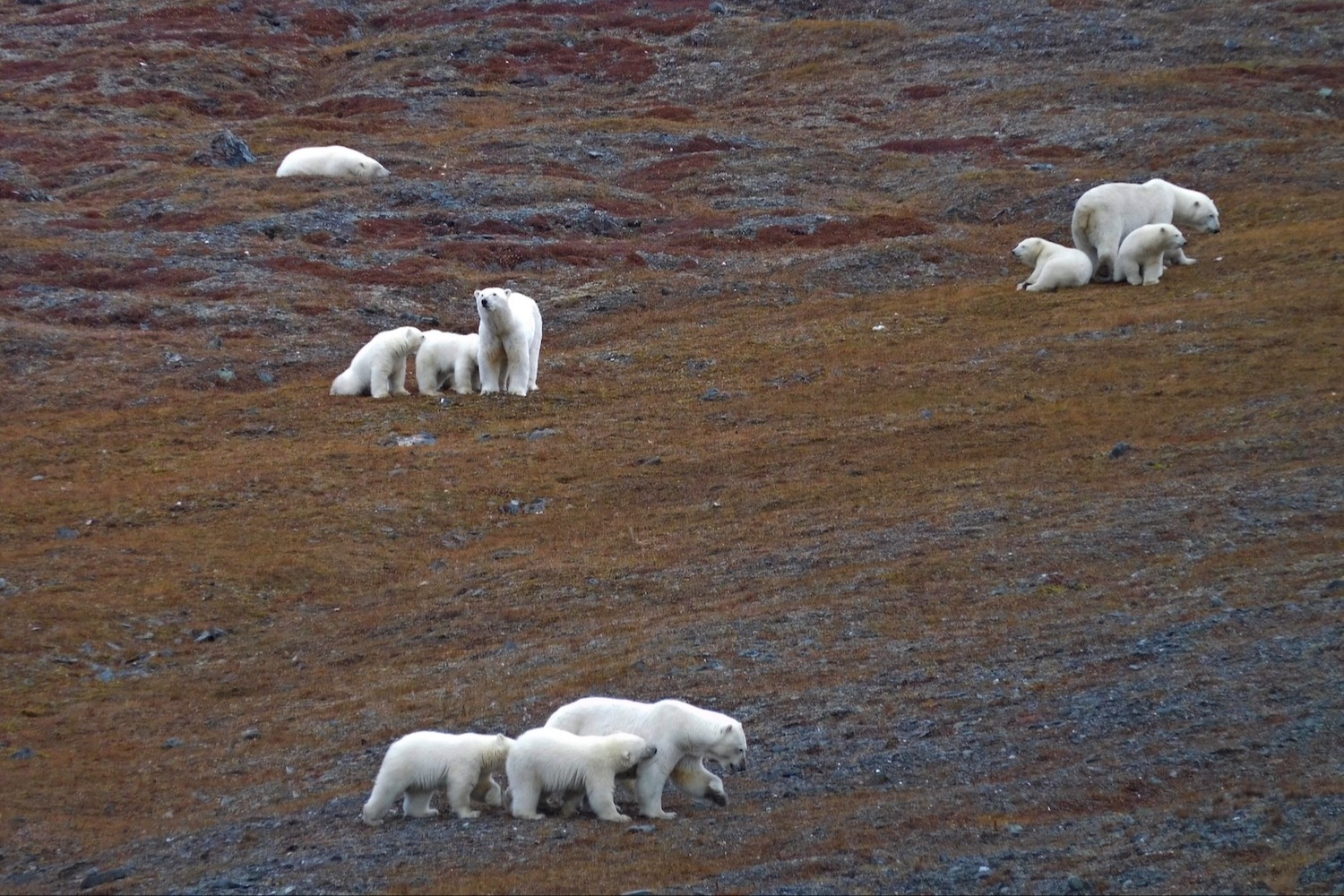 Several sets of polar moms and cubs on a hillside on Wrangel Island, Russia