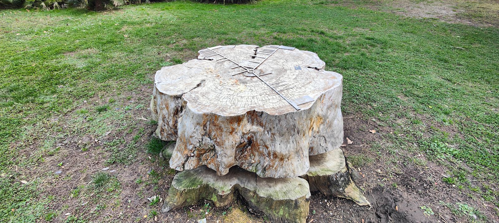 Cedrus Libani, dendrochronological base, Villa Serra Park, Genoa-Nervi. Ring-age analysis by ISCUM, Genoa.