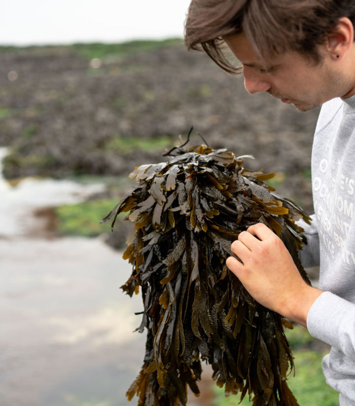 Homme prenant des algues dans ses mains