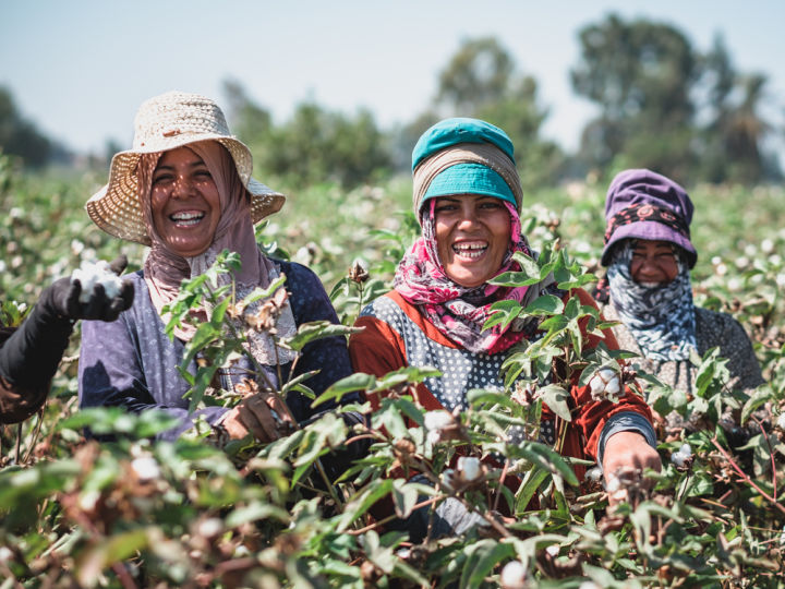 Producteurs de coton, Faiyum, Égypte