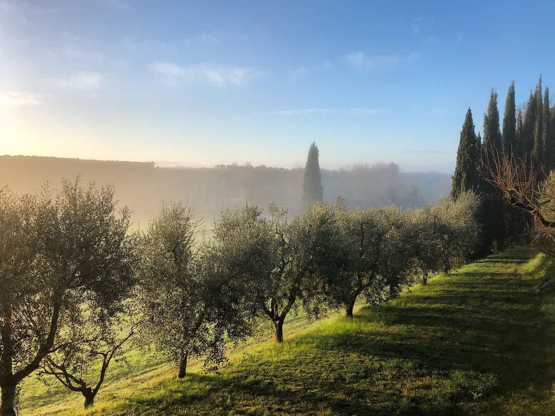Row of Apricot trees at Pacina in Chianti, Italy