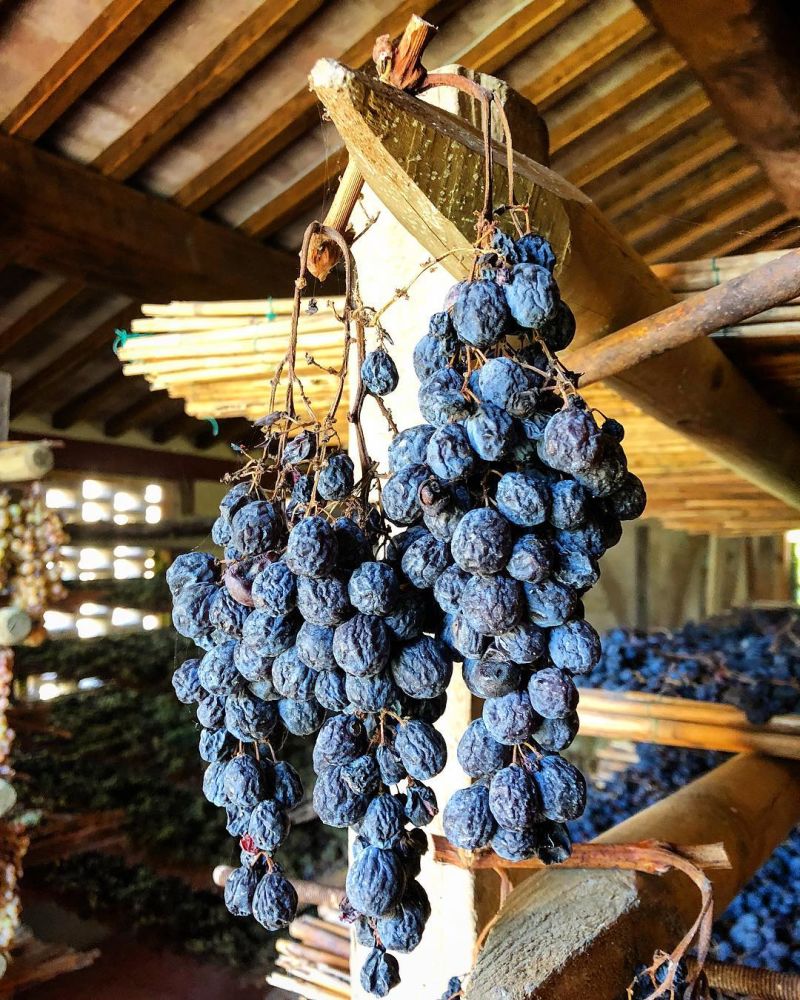 Canaiolo grapes being dried for Vin Santo at Pacina in Chianti, Italy