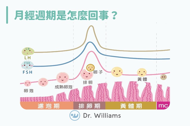 月經週期怎麼算？醫教你經期計算4步驟、週期變化原因