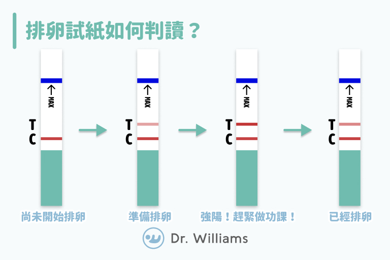 排卵試紙備孕之路不缺席！排卵試紙怎麼用？醫師教你看