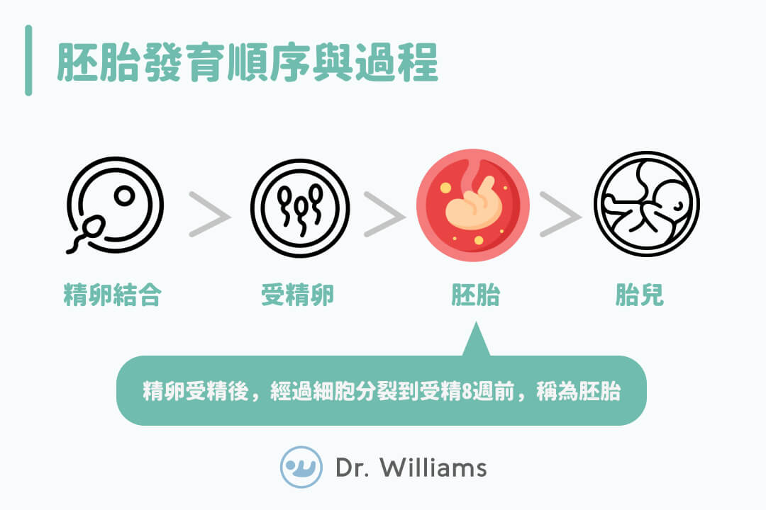 胚胎發育、胚胎分級小教室！醫教你怎麼看胚胎健康程度！