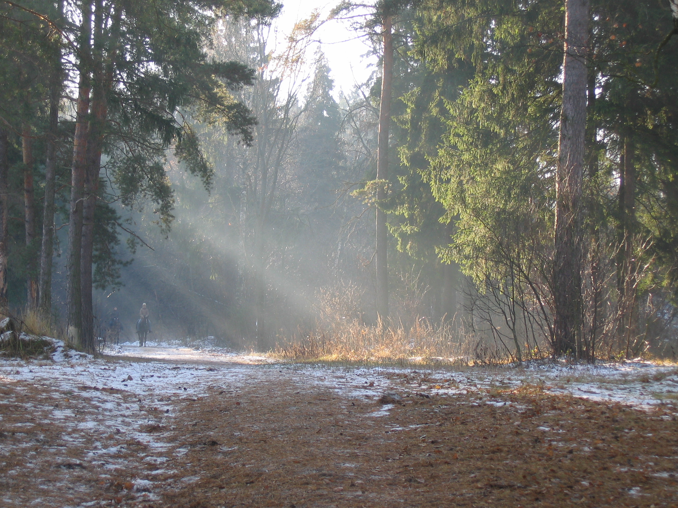  Утро в лесу под Москвой 2005