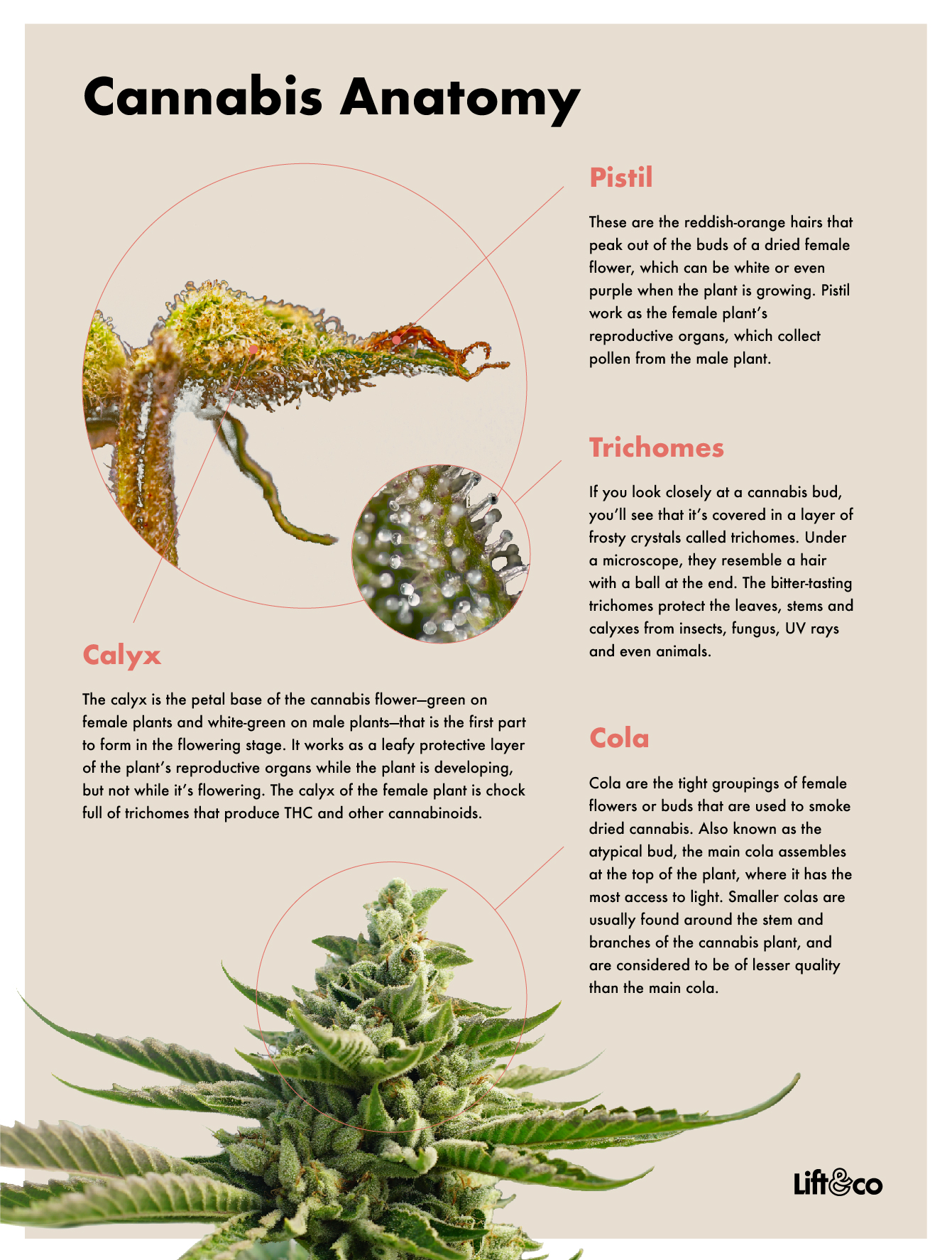 Cannabis Plant Anatomy Chart