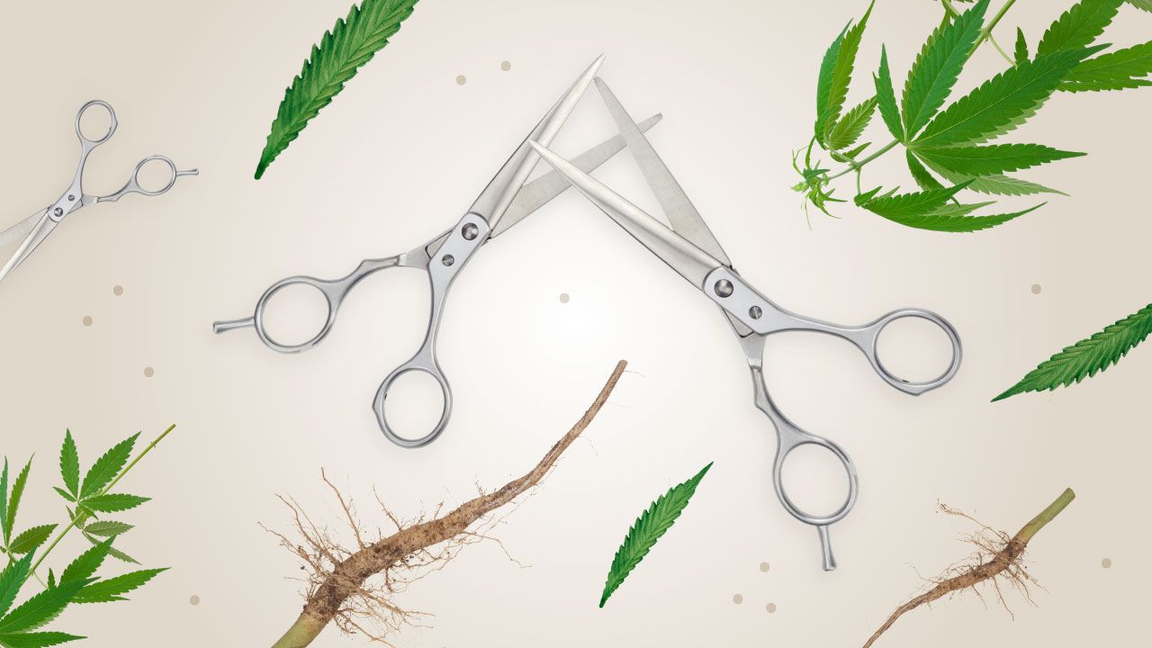 Don T Toss That Trim 3 Ways To Use Cannabis Leaves Stems And