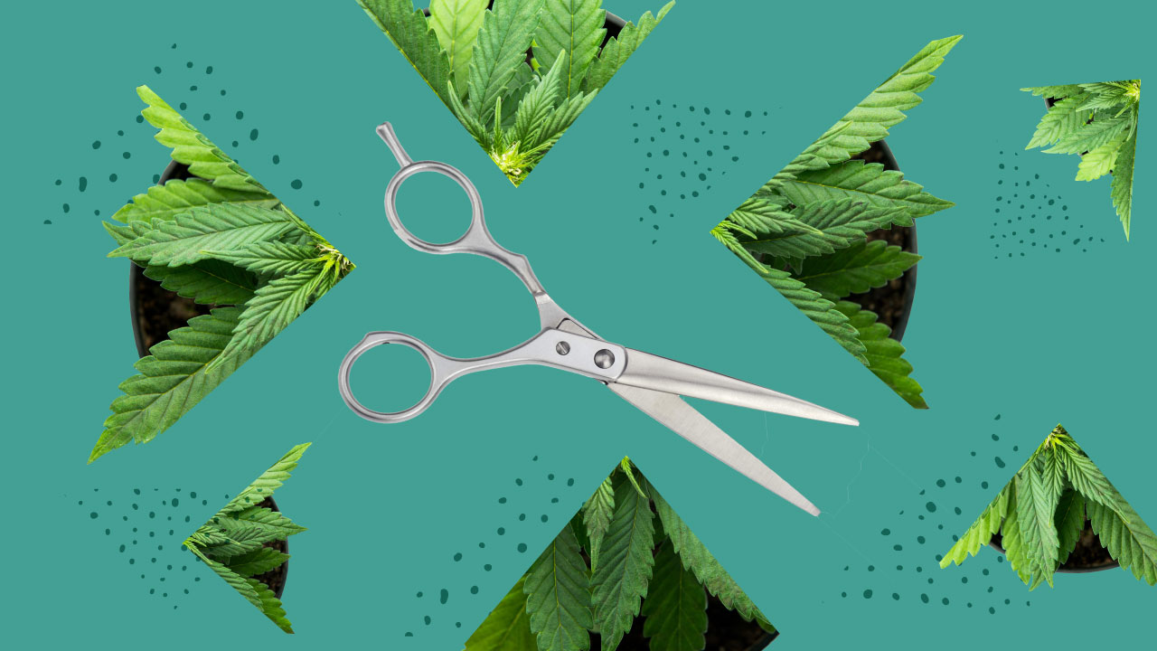 How To Legally Buy And Grow Clones In Canada Lift & Co.