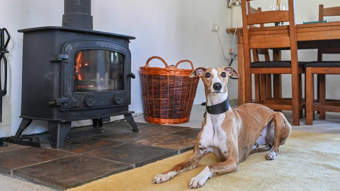 A greyhound laying on a rug in front of a wood-burning stove in Skylark Cottage, a Plum Guide home in Devon