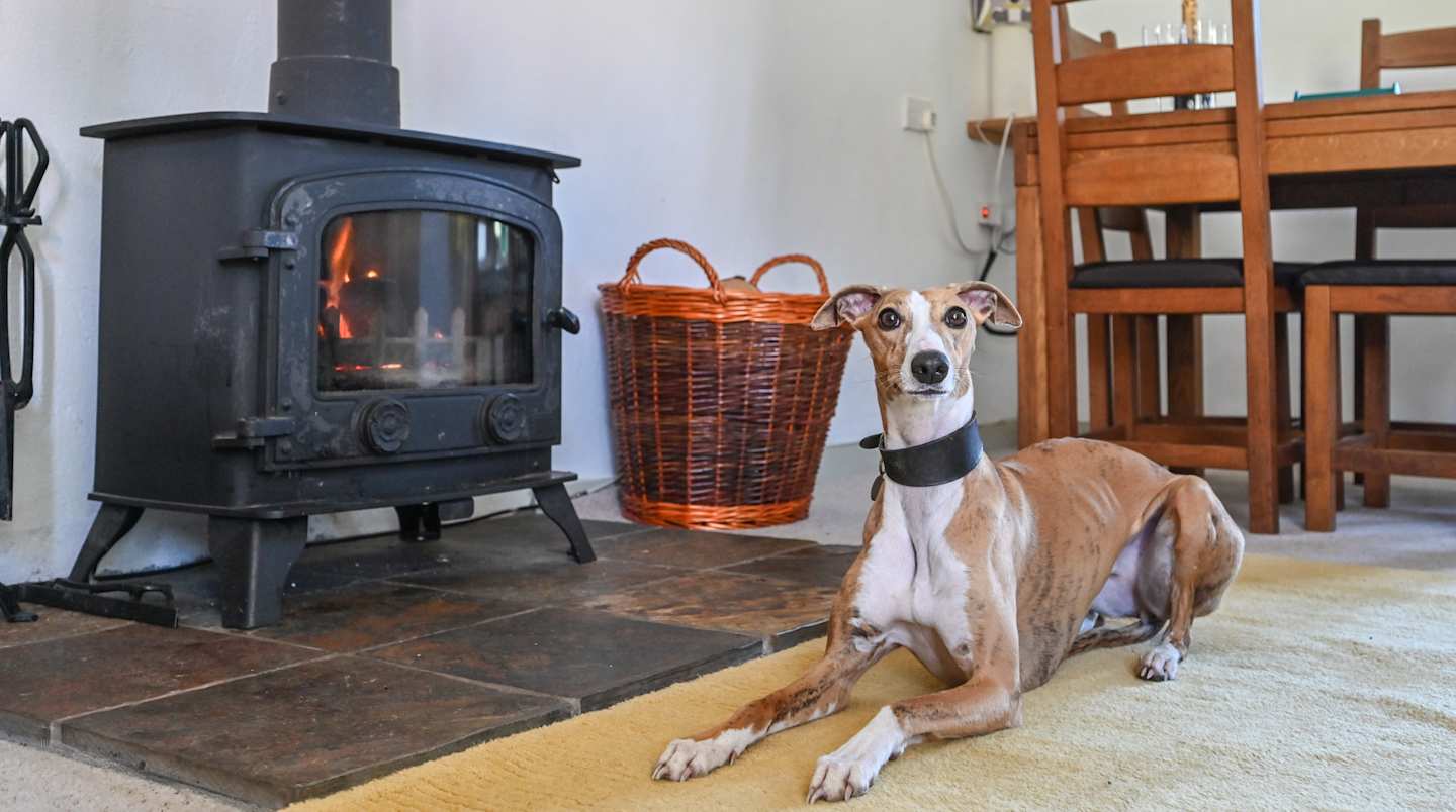 A greyhound laying on a rug in front of a wood-burning stove in Skylark Cottage, a Plum Guide home in Devon