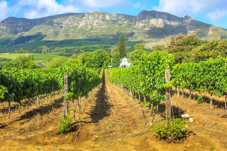 An Unforgettable 7-Day Itinerary for Cape Town | Plum Guide