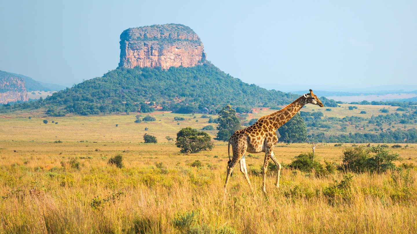 Giraffe walking in the African savannah with a butte geological rock formation in the background, Cape Town