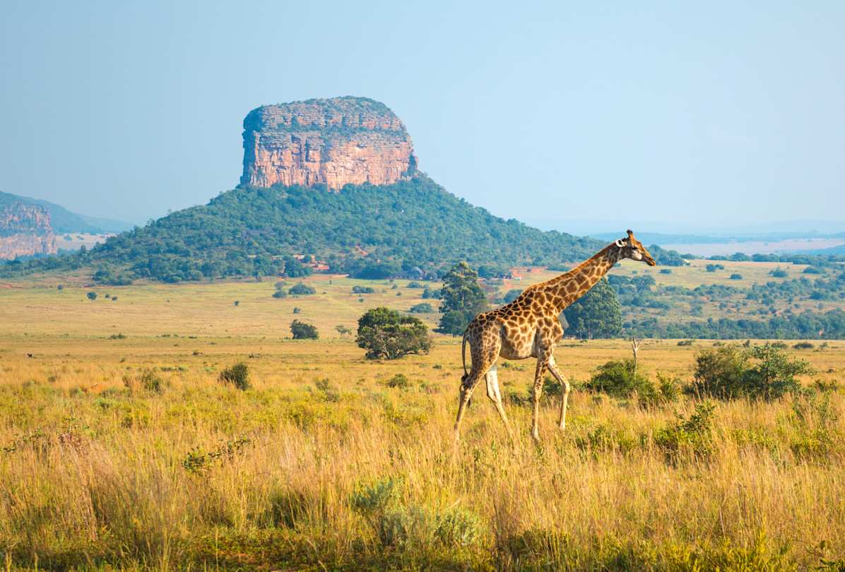 Giraffe walking in the African savannah with a butte geological rock formation in the background, Cape Town