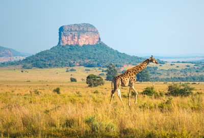 Giraffe walking in the African savannah with a butte geological rock formation in the background, Cape Town