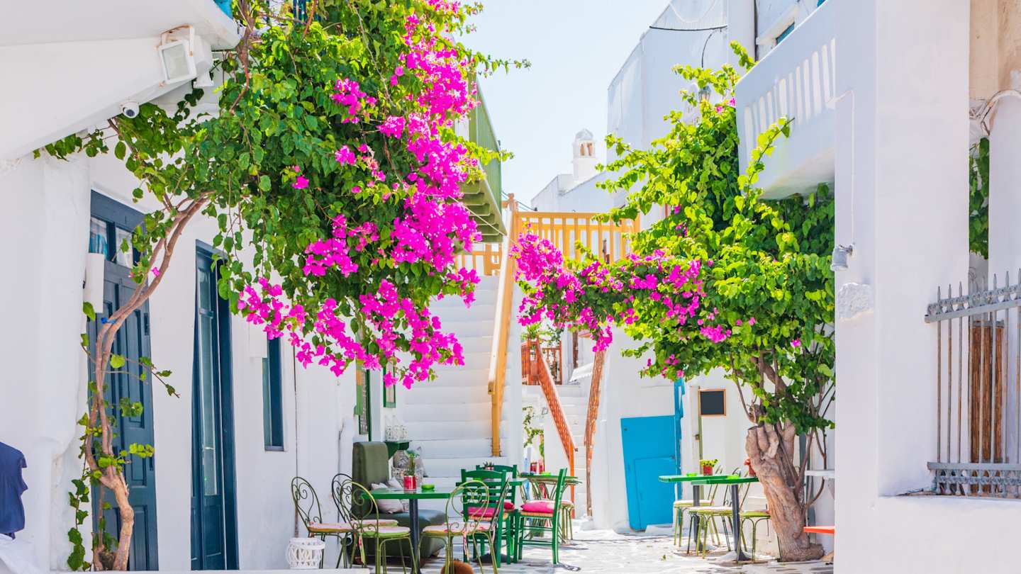 Bougainvilleas outside white buildings in a narrow street in Mykonos Town, Greece