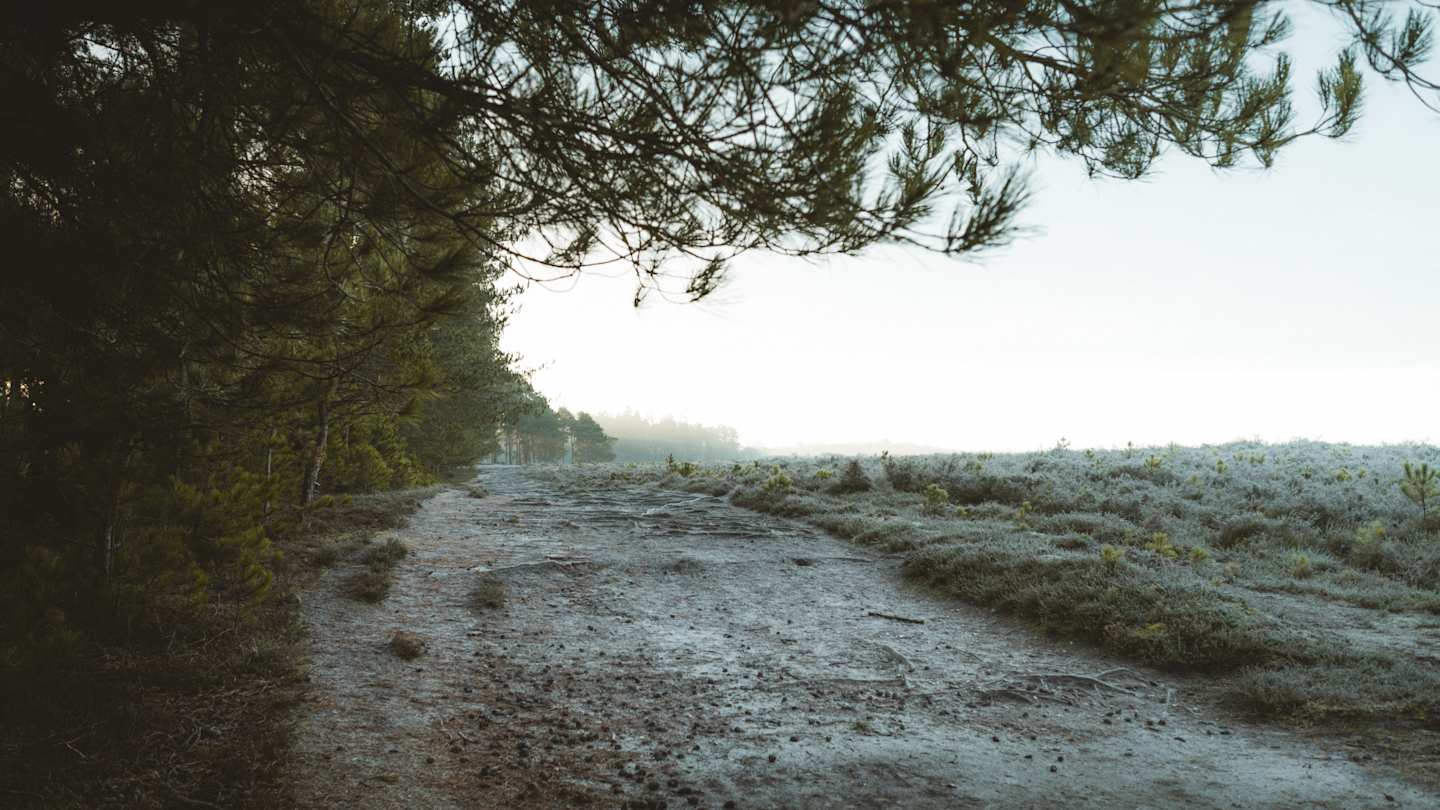 The New Forest, UK