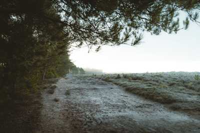 A wide path alongside frosted grass early in the morning in The New Forest, Hampshire, UK