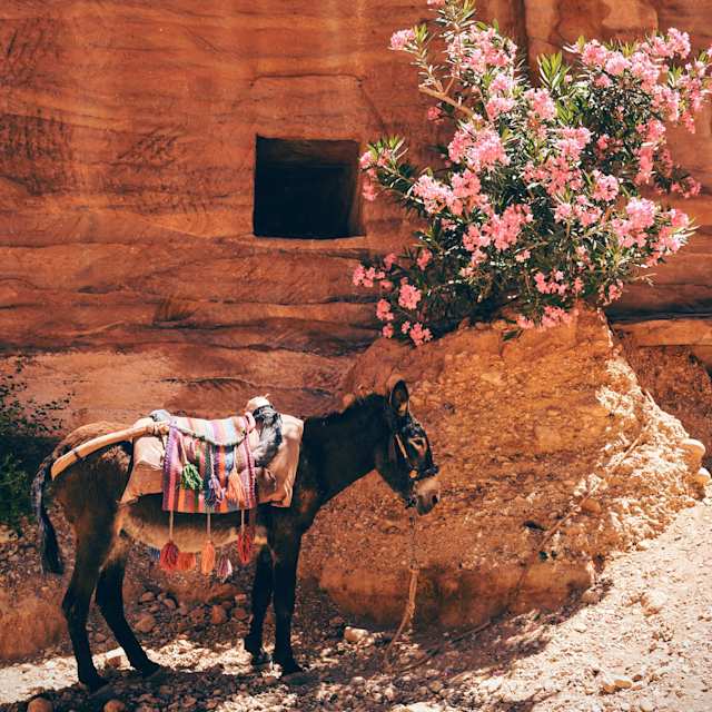 A donkey wearing a saddle looking for shade behind pink flowers in a sunny destination
