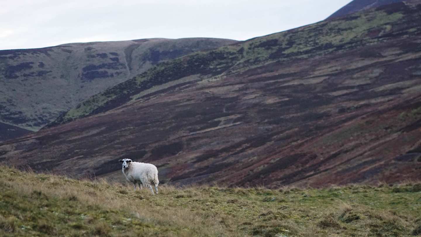 A lone sheep grazing in front of brown hills at The Pentland Hills, Midlothian, Scotland