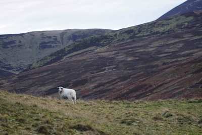A lone sheep grazing in front of brown hills at The Pentland Hills, Midlothian, Scotland