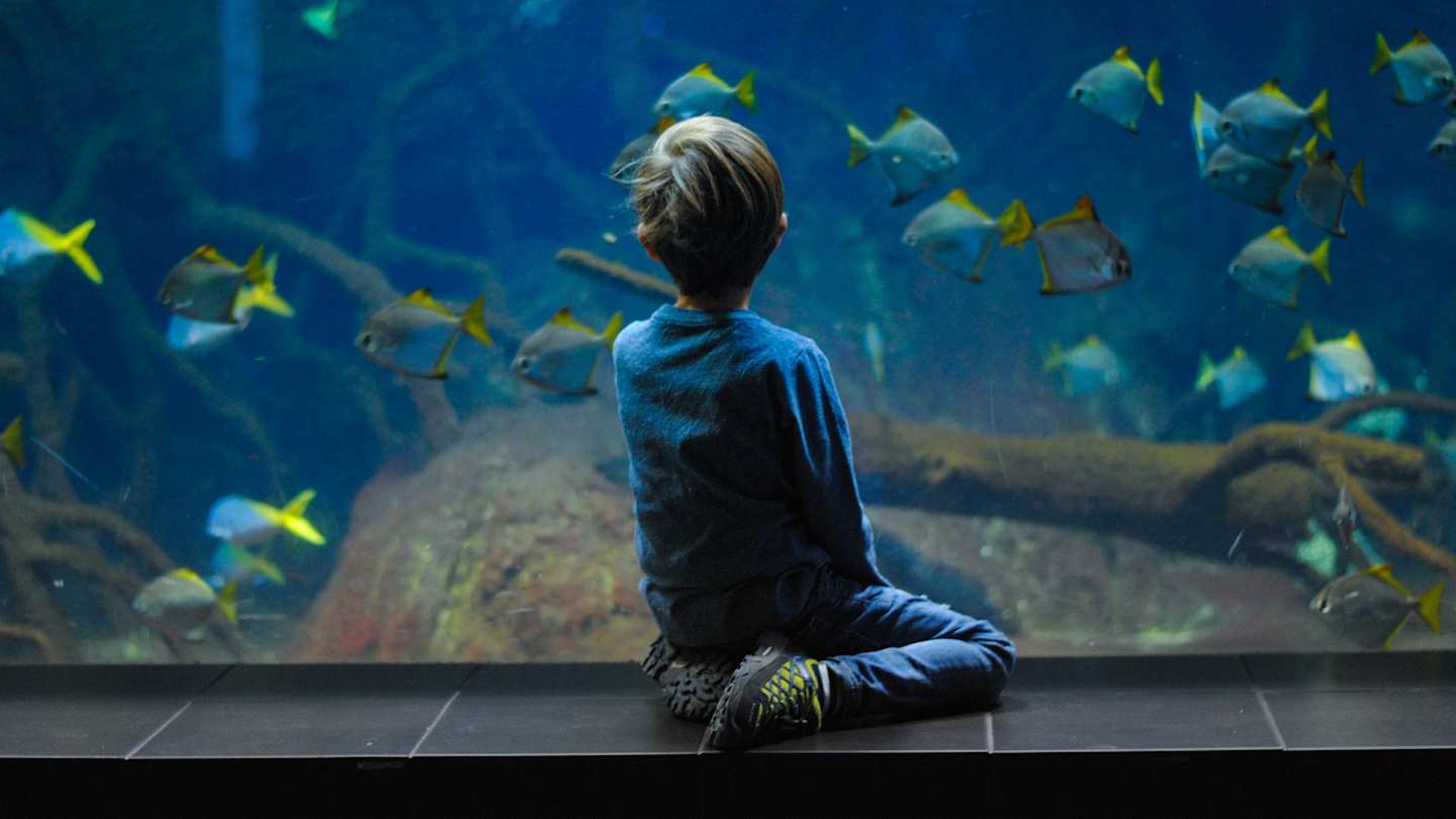 Child in aquarium