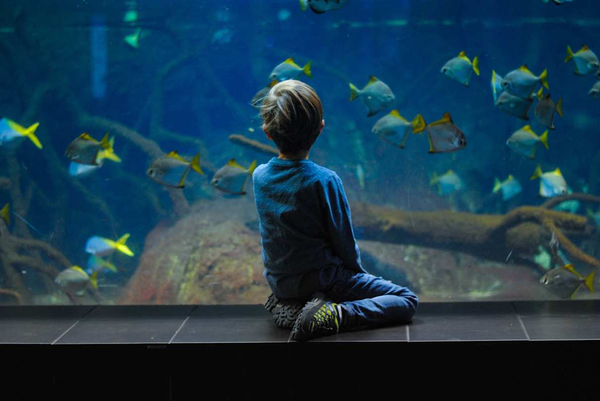 Child in aquarium