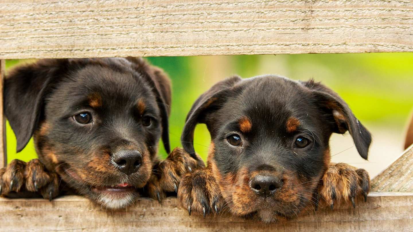 Two Rottweiler puppies looking through a fence