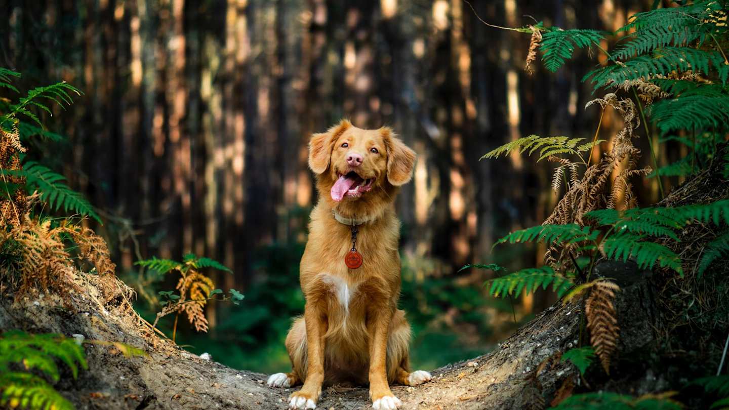 A brown dog sitting in a nature reserve's forest on a sunny day