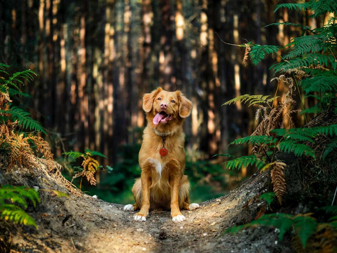 A brown dog sitting in a nature reserve's forest on a sunny day