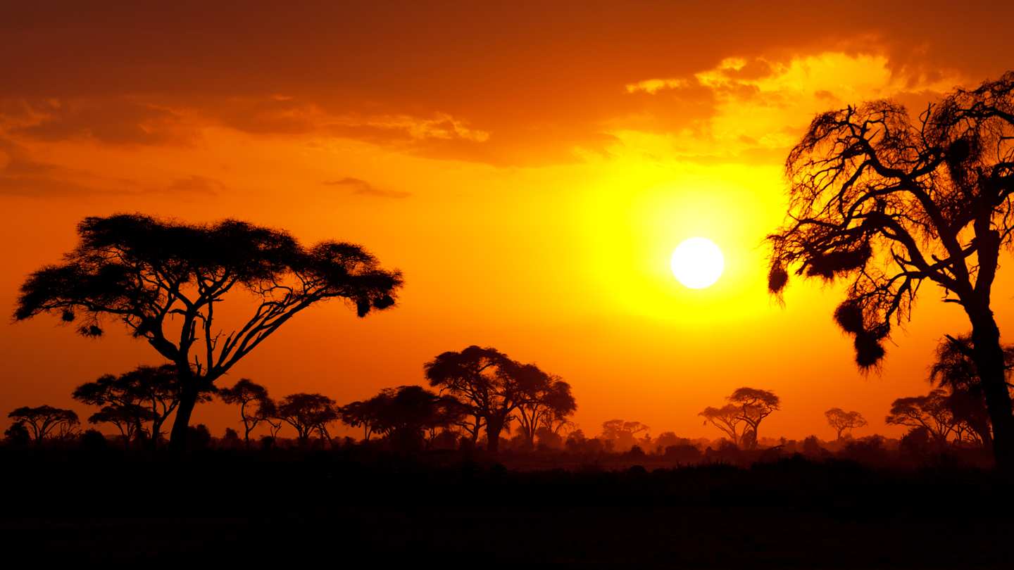 Acacia trees on a plain in front of an orange sky at sunset in the Masai Mara, Kenya